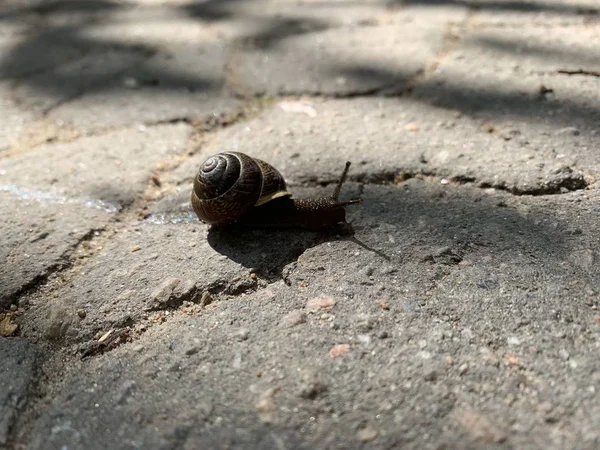 Salyangoz asfalt ile bir yol üzerinde çalışıyor