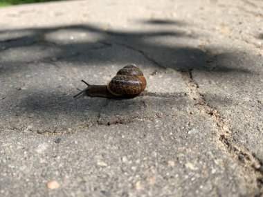 Salyangoz asfalt ile bir yol üzerinde çalışıyor