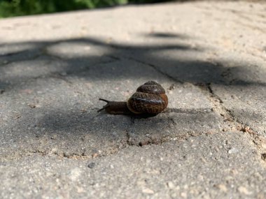 Salyangoz asfalt ile bir yol üzerinde çalışıyor