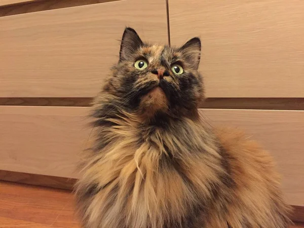 Maine Coon sitting and looking away in home interior — Stock Photo, Image