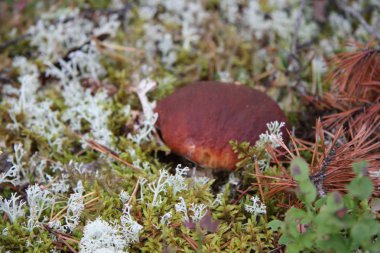 Boletus edulis ormanda yenilebilir mantar.