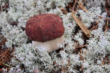 Boletus edulis ormanda yenilebilir mantar.