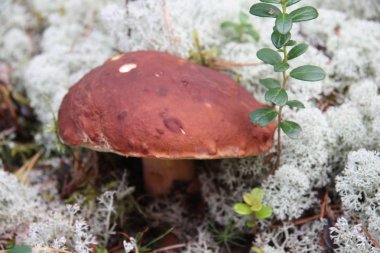 Boletus edulis ormanda yenilebilir mantar.