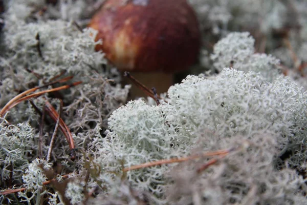 Boletus edulis ehető gomba az erdőben — Stock Fotó