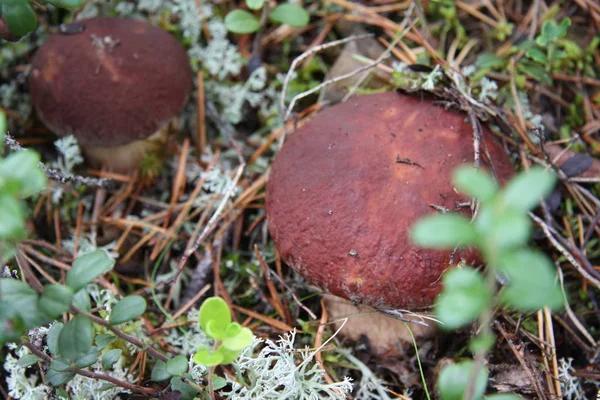 Boletus edulis cogumelo comestível na floresta — Fotografia de Stock