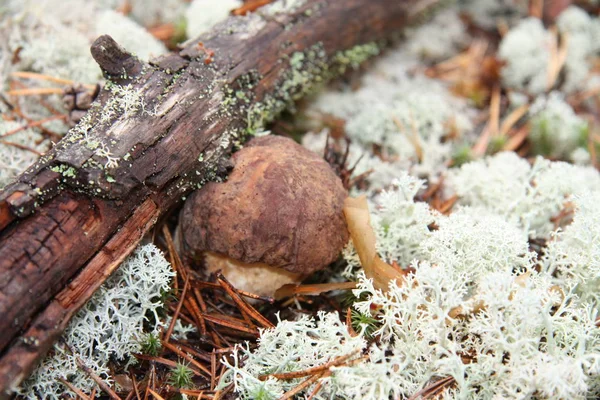 Boletus edulis cogumelo comestível na floresta — Fotografia de Stock