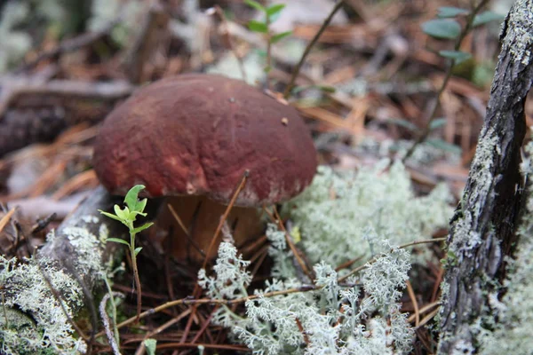 Boletus edulis cogumelo comestível na floresta — Fotografia de Stock