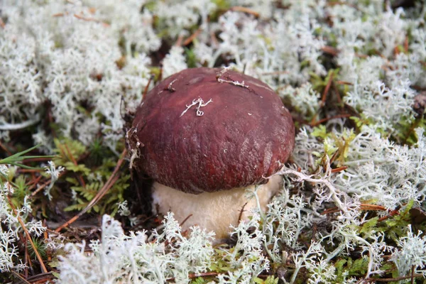 Boletus edulis eetbare paddenstoel in het bos — Stockfoto