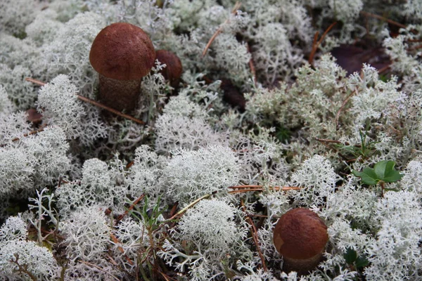 Boletus edulis cogumelo comestível na floresta — Fotografia de Stock