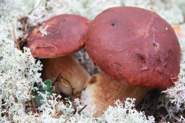 Boletus edulis cogumelo comestível na floresta — Fotografia de Stock