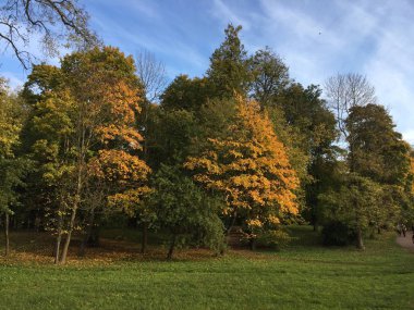 Sonbahar aylarında parlak altın yaprakları ile güzel ağaçlar