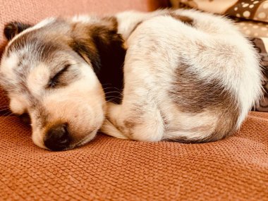 Yavru köpek kanepede uyuyor. Bagle hound beagle ve basset hound mix