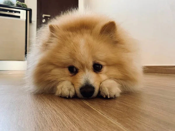 Słodkie Brązowy Beżowy Pomeranian Spitz Pies Leżący Tle Podłogi Słodkie — Zdjęcie stockowe