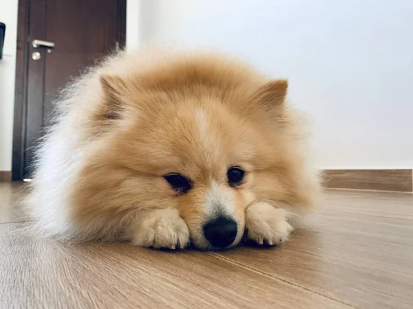 Słodkie Brązowy Beżowy Pomeranian Spitz Pies Leżący Tle Podłogi Słodkie — Zdjęcie stockowe