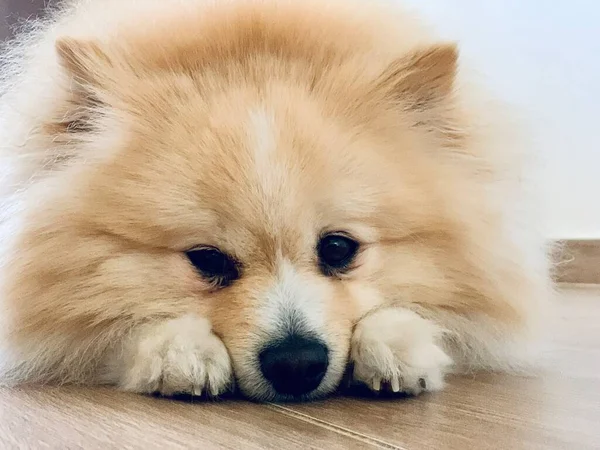 Bonito Marrom Bege Pomeranian Spitz Cão Que Coloca Fundo Chão — Fotografia de Stock