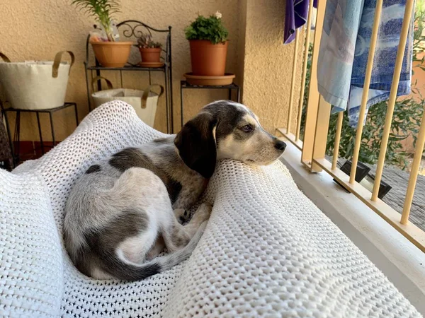 Söt Vacker Jakt Hund Beagle Basset Valp Som Ligger Omslaget — Stockfoto