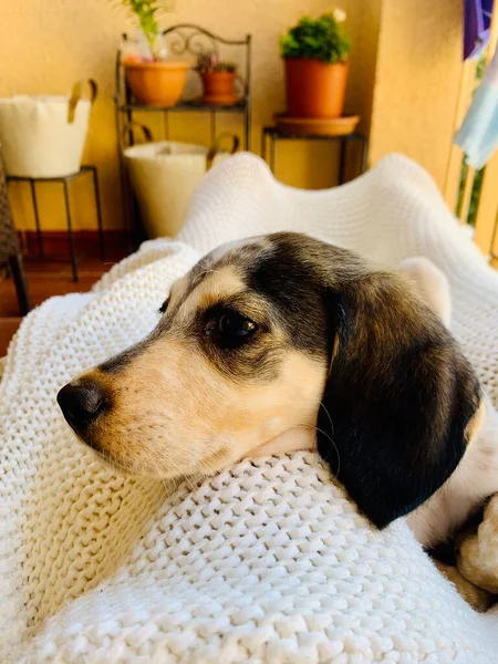 Niedliche Schöne Hundebeagle Basset Welpen Auf Der Abdeckung Auf Dem — Stockfoto