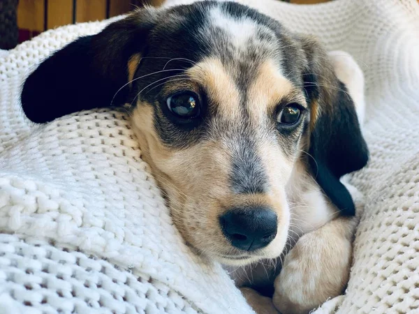 Bonito Cão Caça Bonito Beagle Basset Filhote Cachorro Que Coloca — Fotografia de Stock
