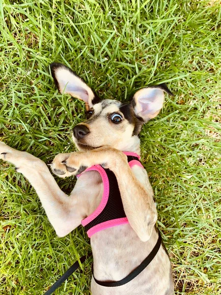 Bahçedeki Çimlerde Oynayan Sevimli Köpeği Yavrusu — Stok fotoğraf