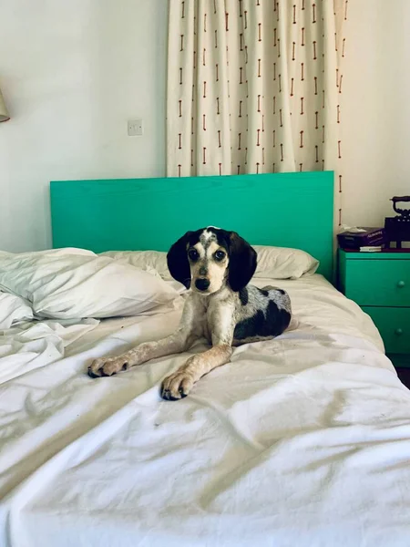 Ung Söt Beagle Hund Sover Soffan — Stockfoto