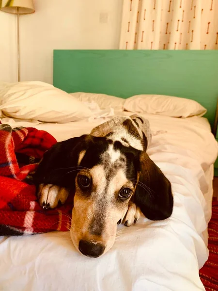 Jovem beagle cão de caça deitado na cama . — Fotografia de Stock