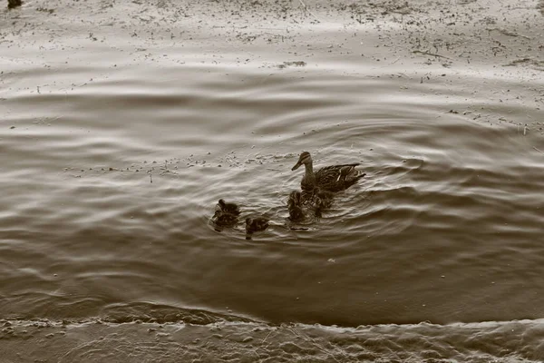Μητέρα Πάπια Και Μικρά Παπάκια Κολυμπούν Στο Ποτάμι — Φωτογραφία Αρχείου