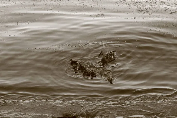 Madre Pato Patitos Nadando Río — Foto de Stock