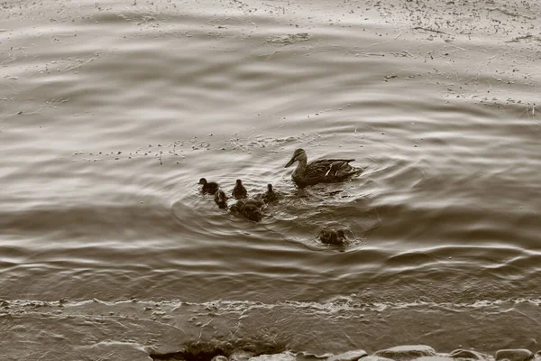 Matka Kachna Malé Kachničky Plavání Řece — Stock fotografie