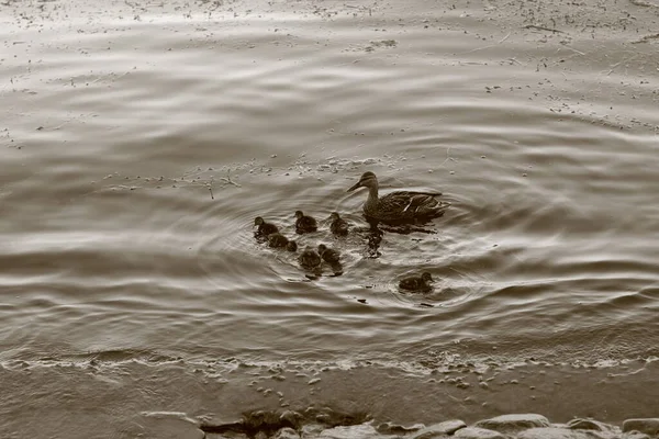 Mother duck and little ducklings — Stock Photo, Image