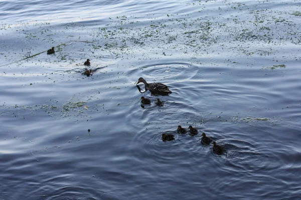 Pato de mãe e pequenos patinhos — Fotografia de Stock