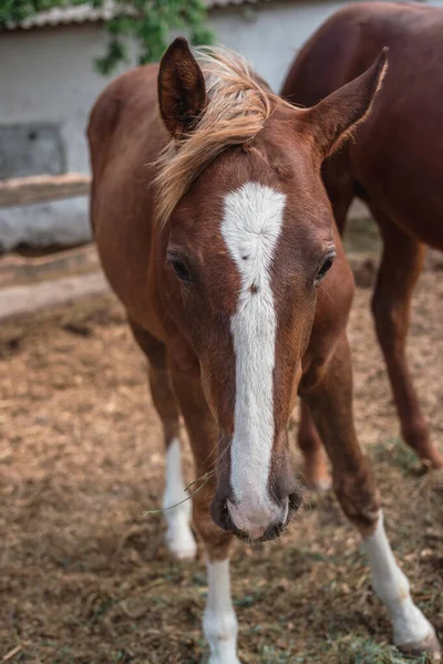 Porträt eines schönen braunen Pferdes — Stockfoto