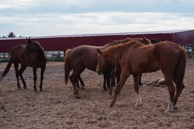 Köydeki çiftlikte bir sürü at var..