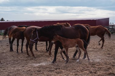 Köydeki çiftlikte bir sürü at var..