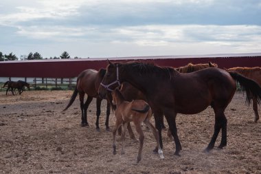 Köydeki çiftlikte bir sürü at var..