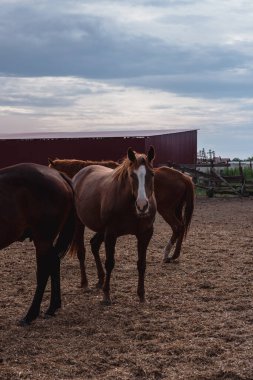 Köydeki çiftlikte bir sürü at var..