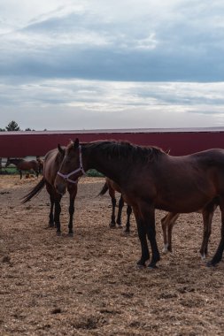Kahverengi atlar çiftlikte otlar. Bir sürü at..