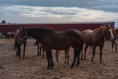 Kahverengi atlar çiftlikte otlar. Bir sürü at..