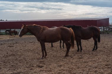 Kahverengi atlar çiftlikte otlar. Bir sürü at..