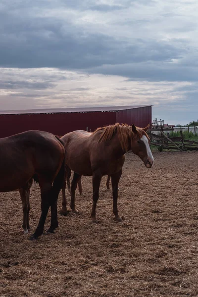 Kahverengi atlar çiftlikte otlar. Bir sürü at..