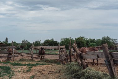 Kahverengi atlar çiftlikte otlar. Bir sürü at..