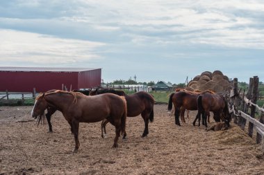 Kahverengi atlar çiftlikte otlar. Bir sürü at..