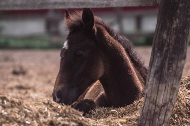 Çiftlikteki küçük kahverengi tay