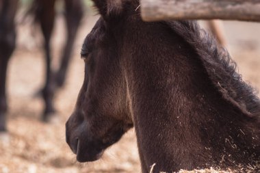 Çiftlikteki küçük kahverengi tay