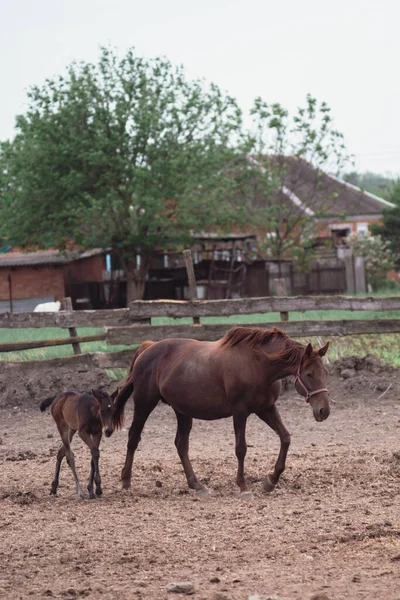 Horse farm. Family of horses, brown horses walk in the back.