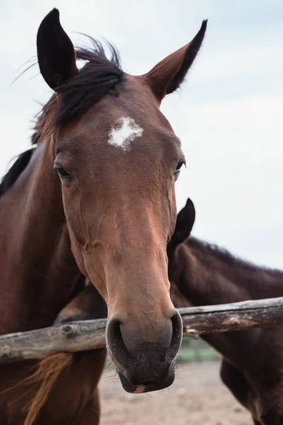 Horse farm. Family of horses, brown horses walk in the back.