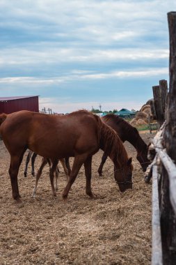 At çiftliği. Atların ailesi, kahverengi atlar arkada yürüyor..