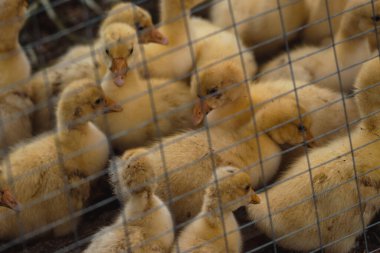 Sarı tüylü ördek yavrusu ailesi. Kafesteki küçük ördek yavruları yürür ve ot yerler..
