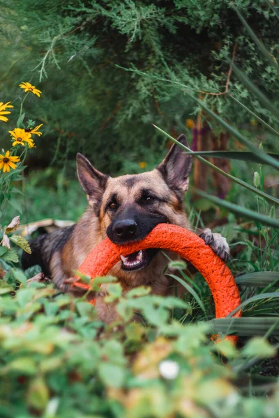 Duitse Herder Knabbelt Speelgoedring Liggend Gras Hond Kauwt Een Oranje — Stockfoto