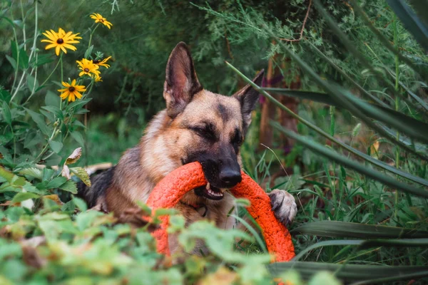 Tyska Shepherd Nafsar Leksak Ring Liggande Gräs Hunden Tuggar Orange — Stockfoto