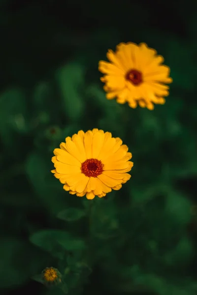 Blommor Växer Rabatt Vackra Blommor Som Skärmsläckare Skrivbordet — Stockfoto